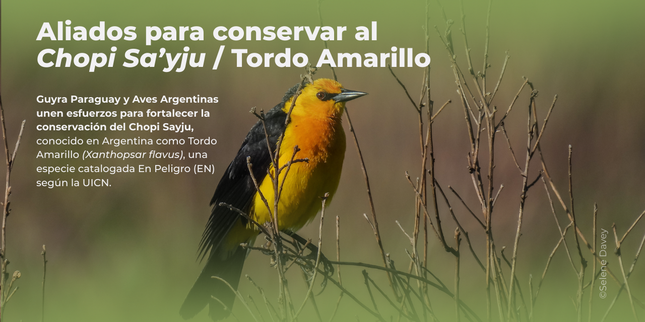 Aliados para conservar al Chopi Sa’yju / Tordo Amarillo