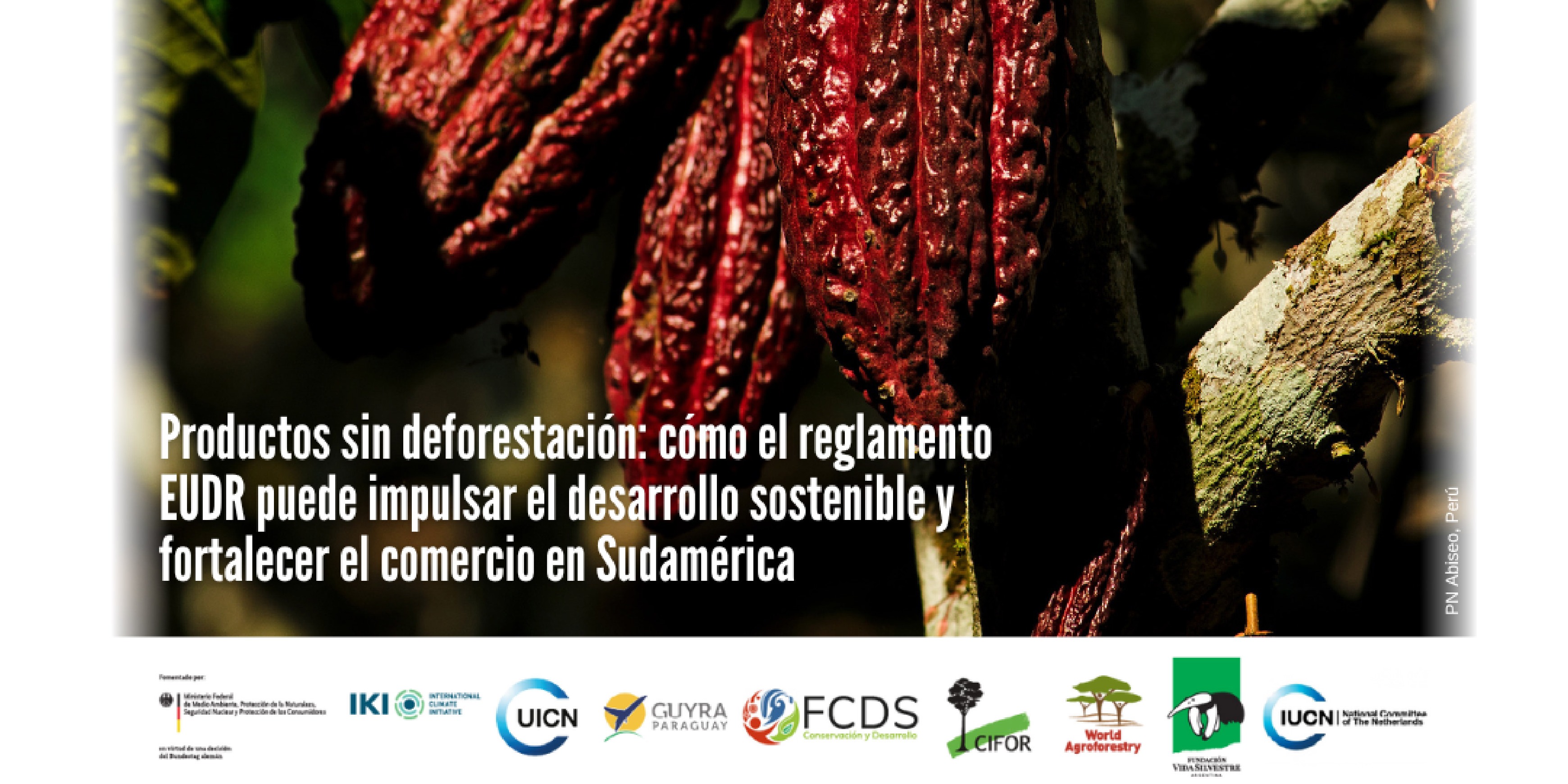 Productos sin deforestación: cómo el reglamento EUDR puede impulsar el desarrollo sostenible y fortalecer el comercio en Sudamérica
